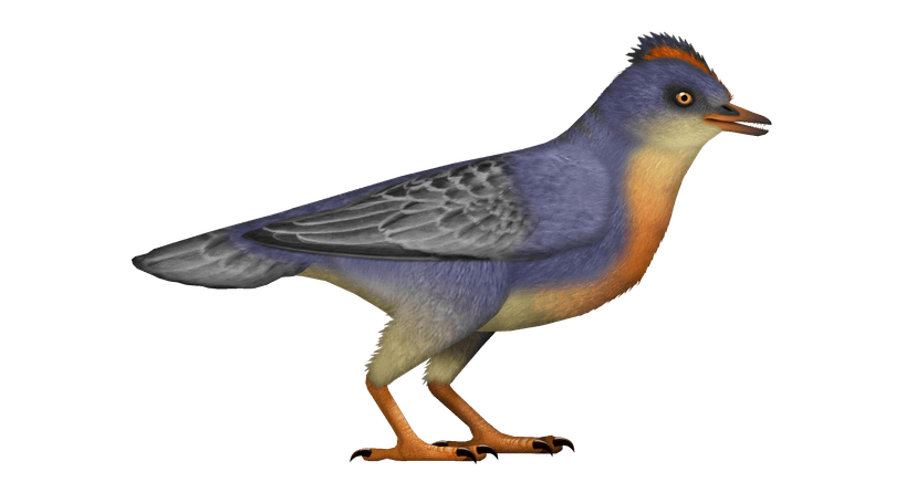 File:Baminornis UDL.png - Wikipedia