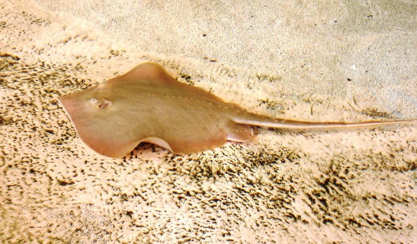 File:Dasyatis sabina florida.jpg - Wikipedia
