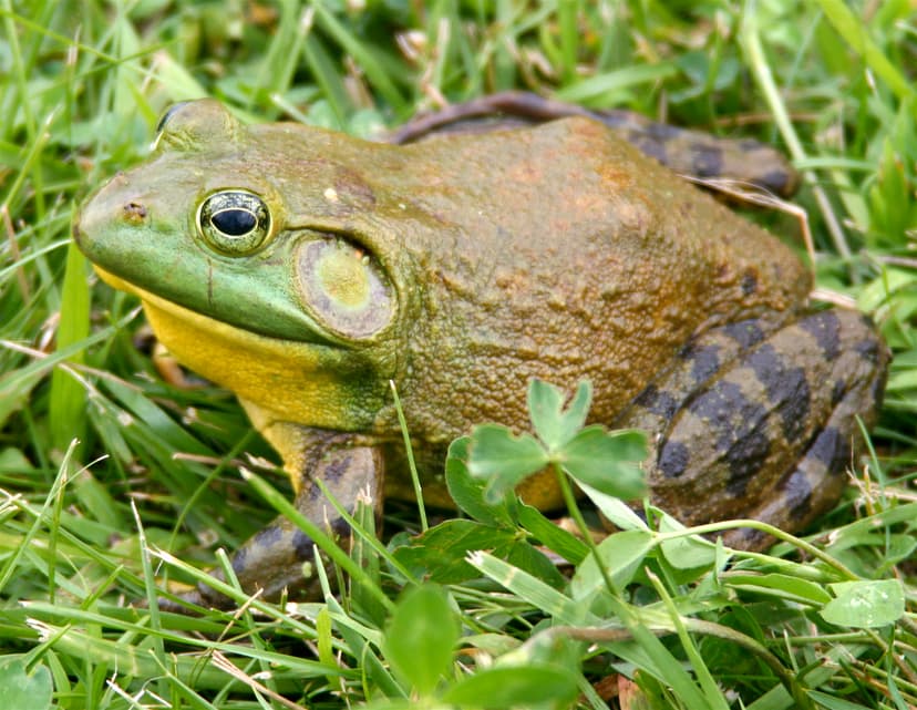 File:North-American-bullfrog1.jpg - Wikipedia