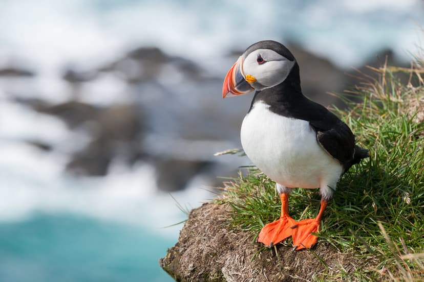 File:Papageitaucher Fratercula arctica.jpg - Wikipedia