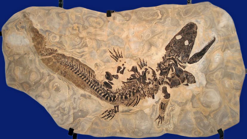 File:Sclerocephalus haeuseri, original fossil.jpg - Wikipedia