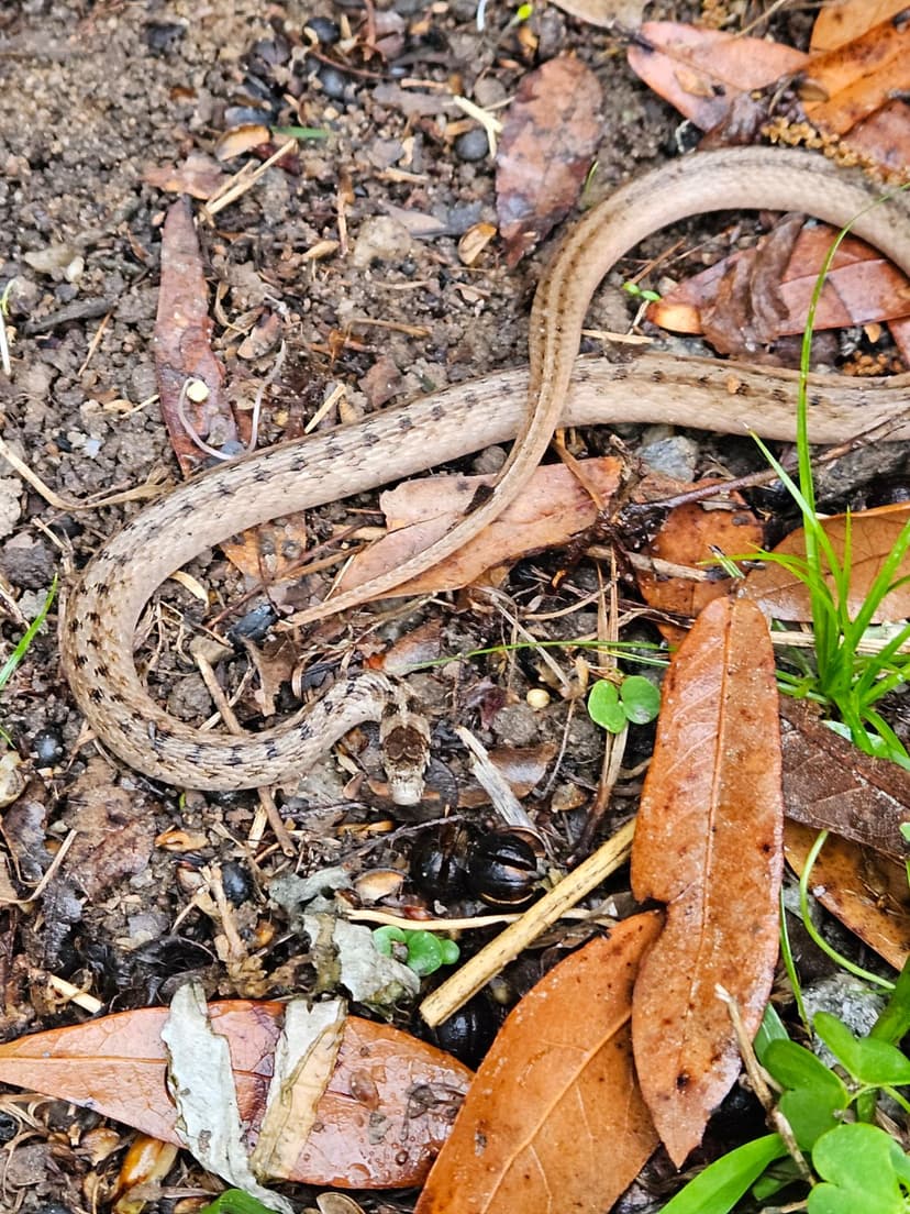 File:DeKay Snake.jpg - Wikipedia