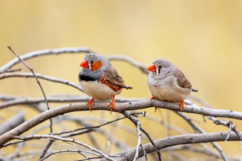 Fayil:Australian Zebra Finch 0A2A3013.jpg - Wikipedia