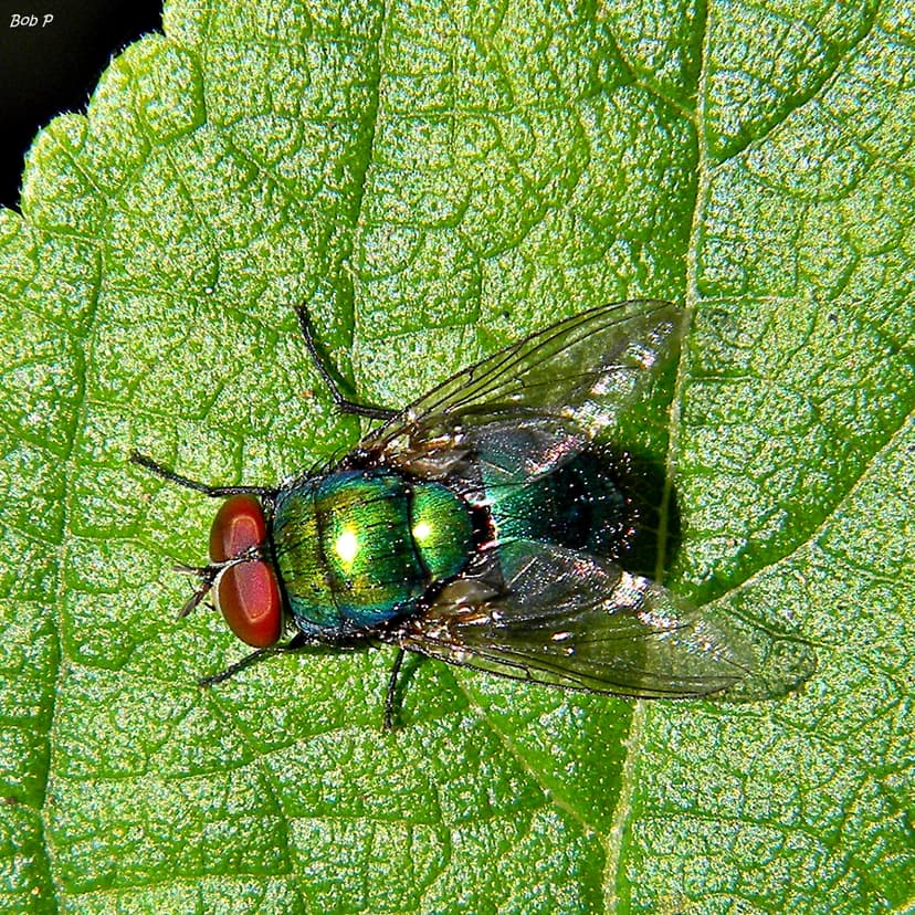 File:Green & greener. (6676102463).jpg - Wikimedia Commons