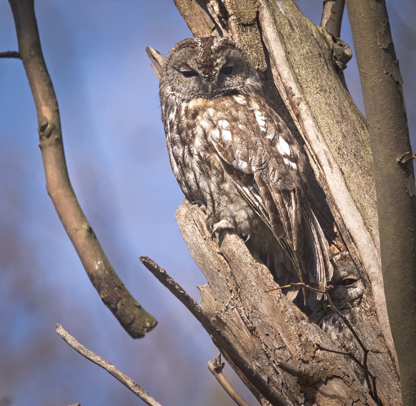 File:Tawny owls (51145285762).jpg - Wikimedia Commons