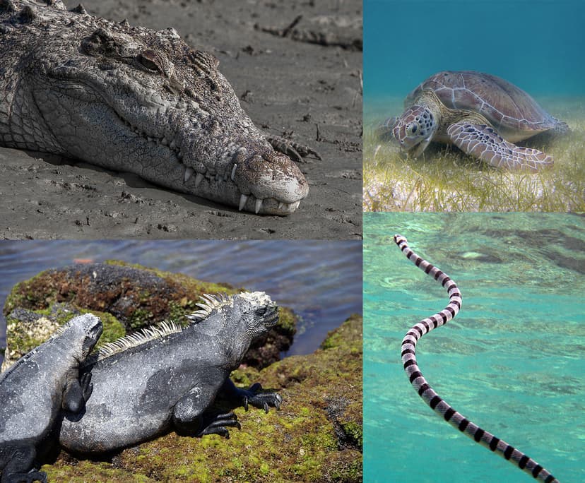File:Modern-marine-reptiles-001.jpg - Wikipedia