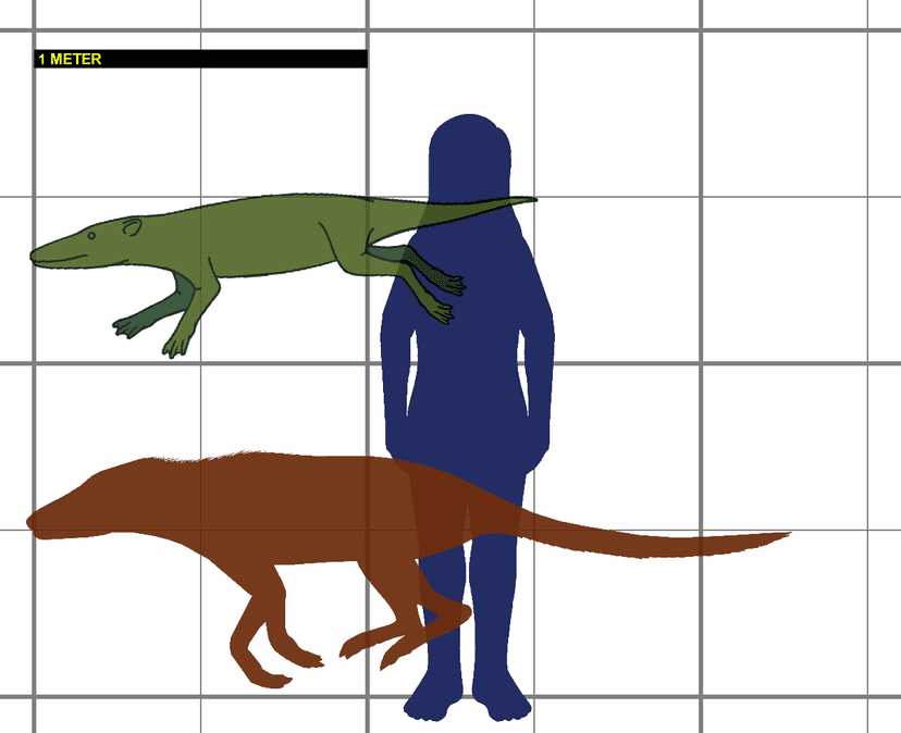 File:Pakicetus SIZE.png - Wikimedia Commons