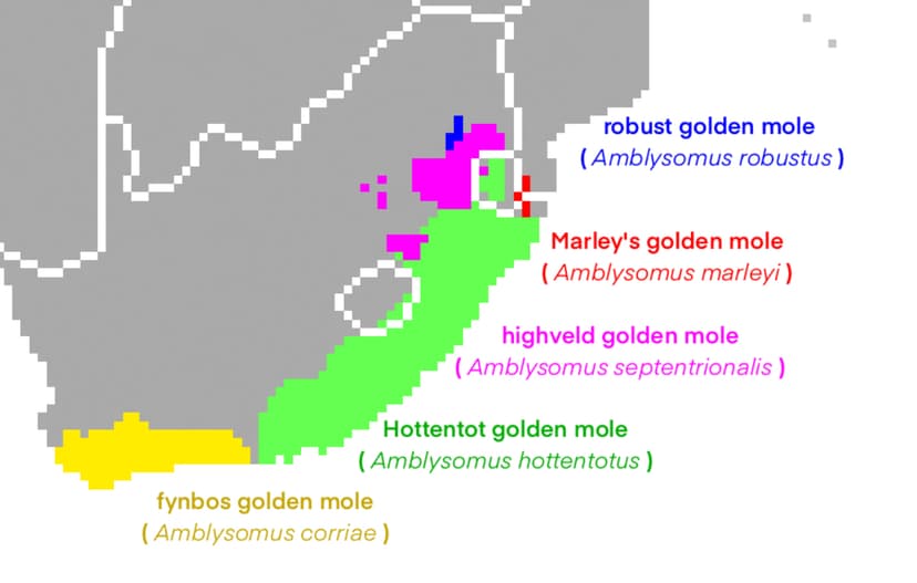 File:Amblysomus Range.jpg - Wikimedia Commons