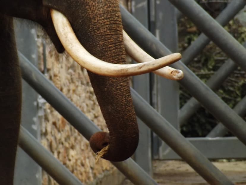 File:Asian Elephant male tusks and trunk.jpg - Wikimedia Commons