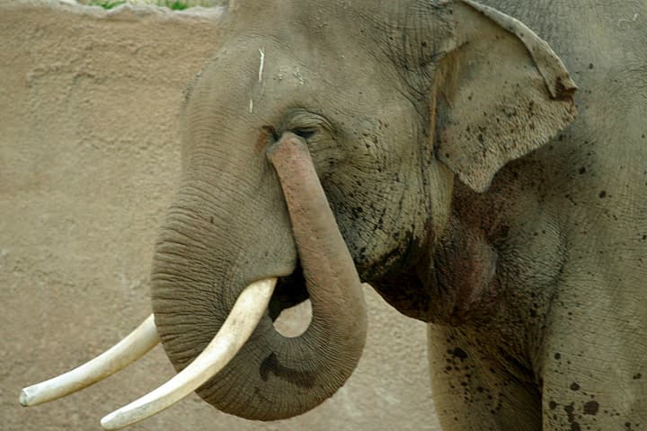File:Lightmatter elephanttrunk.jpg - Wikipedia