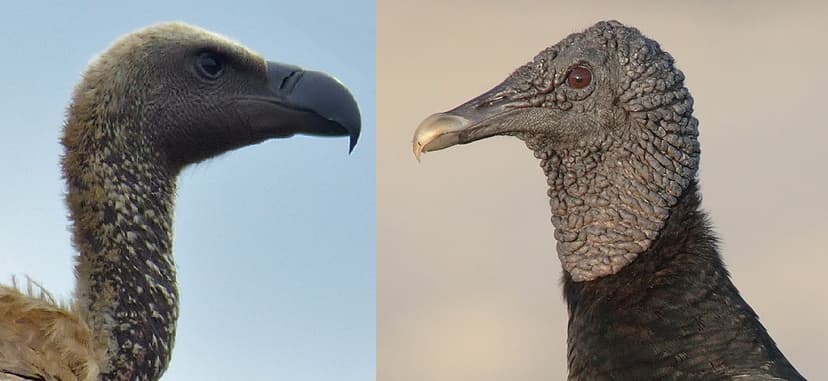 File:Old & New World vultures.jpg - Wikimedia Commons