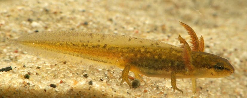 File:TriturusVulgarisLarva.JPG - Wikipedia