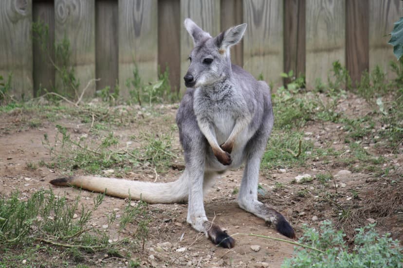 File:Wallaroo 002.jpg - Wikimedia Commons