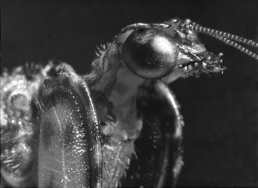 File:Mantis Fly - Genus Plega.jpg - Wikimedia Commons