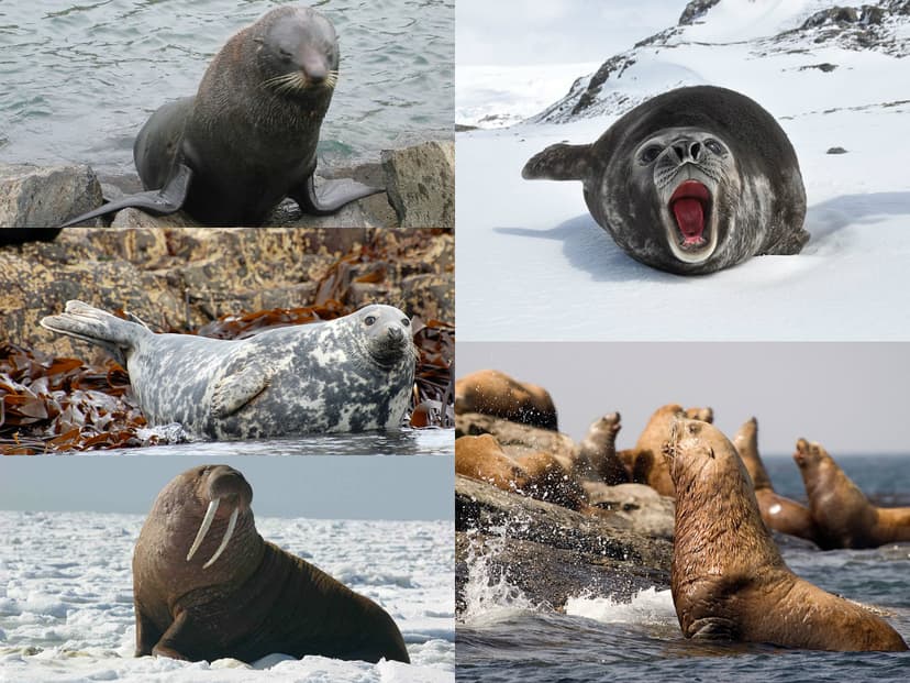 Failu:Pinniped collage.jpg - Wìkìpedia