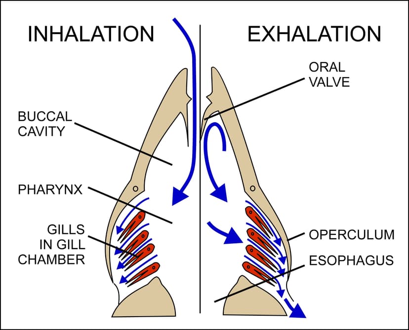 File:Breathing in fish.jpg - Wikimedia Commons