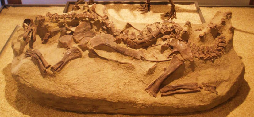 File:Baby diplodocid 2.jpg - Wikipedia