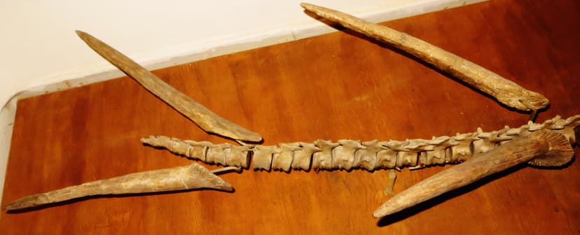 File:Kentrosaurus thagomizer.JPG - Wikimedia Commons