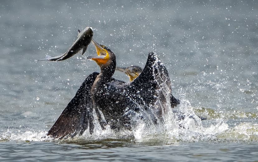 File:Cormorant with fish (cropped).jpg - Wikimedia Commons