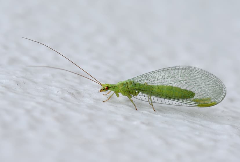 Wikipedia:Featured picture candidates/Green lacewing fly - Wikipedia
