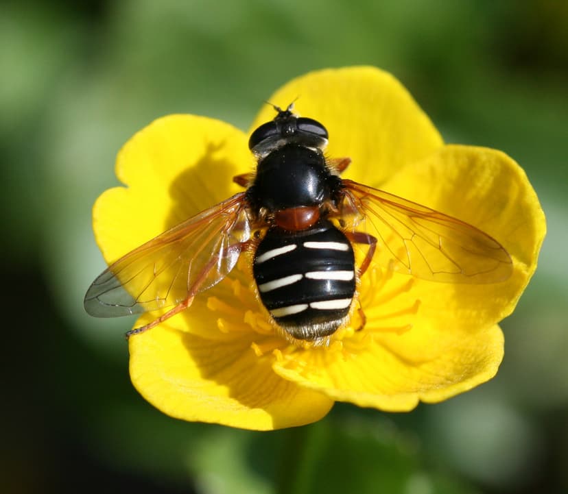 Sericomyia - Wikipedia