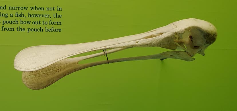 File:Spoonbill skull.jpg - Wikimedia Commons