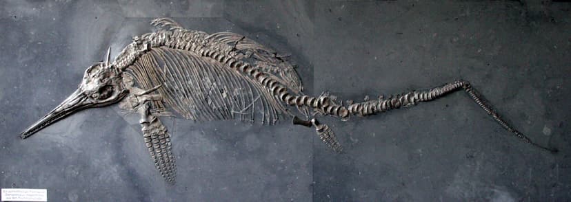 File:Stenopterygius megalorhinus 01.jpg - Wikimedia Commons
