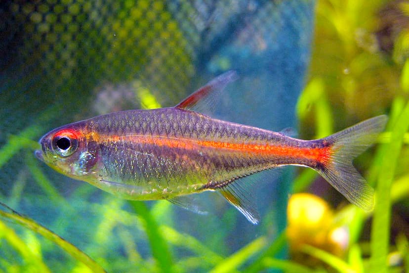 File:Tetra Glowlight cropped.jpg - Wikipedia