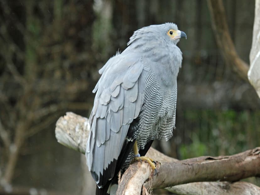 File:African Harrier Hawk RWD.jpg - Wikipedia