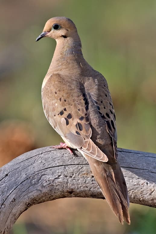 File:Mourning Dove 2006.jpg - Wikipedia
