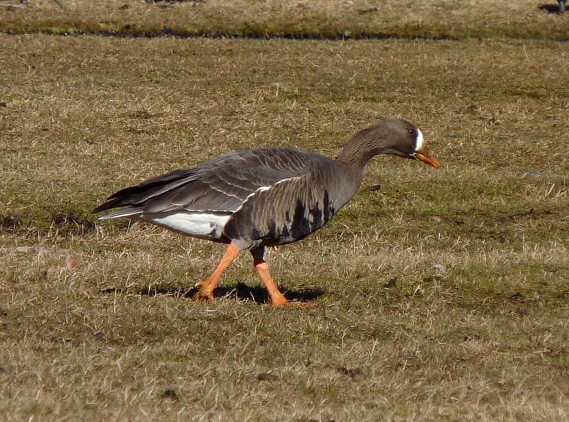 File:Anser albifrons flavirostris NJ2.jpg - Wikimedia Commons