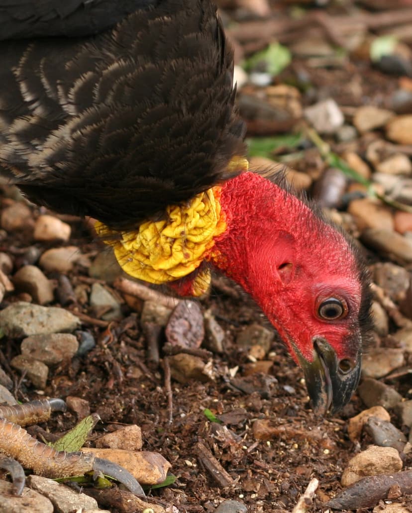 File:Australian Brush-turkey head.jpg - Wikipedia