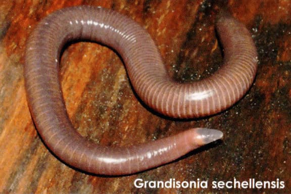 Datei:Grandisonia sechellensis.jpg – Wikipedia