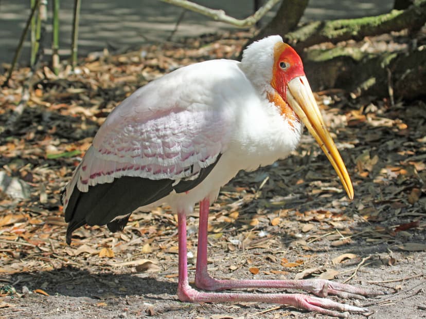 File:Yellow-billed Stork RWD5.jpg - Wikipedia