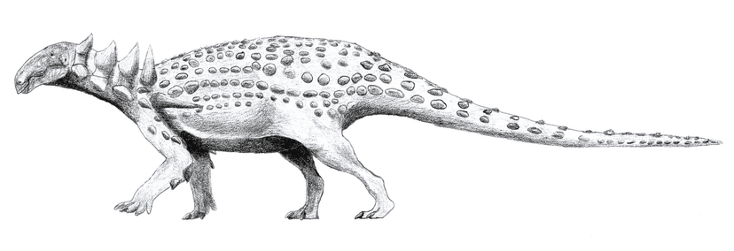 File:Acantholipan LM.png - Wikipedia