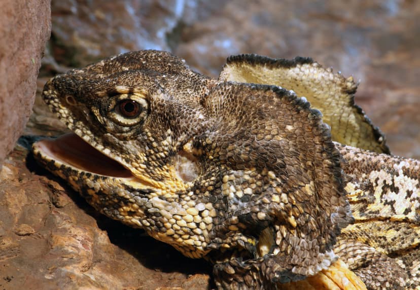 Chlamydosaurus kingii - Wikipedia