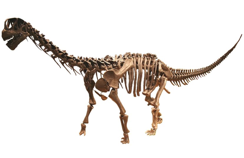 File:MUJA-Sauropod white background.JPG - Wikimedia Commons