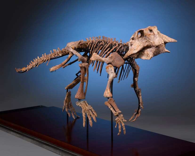 File:Psittacosaurus Dinosaur Fossil Skeleton.jpg - Wikimedia Commons