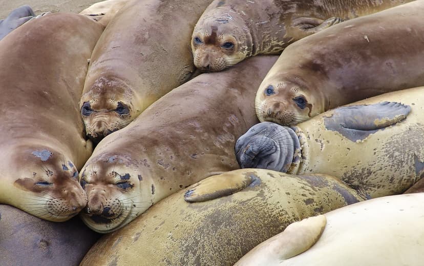 File:Elephant seal colony edit.jpg - Wikipedia