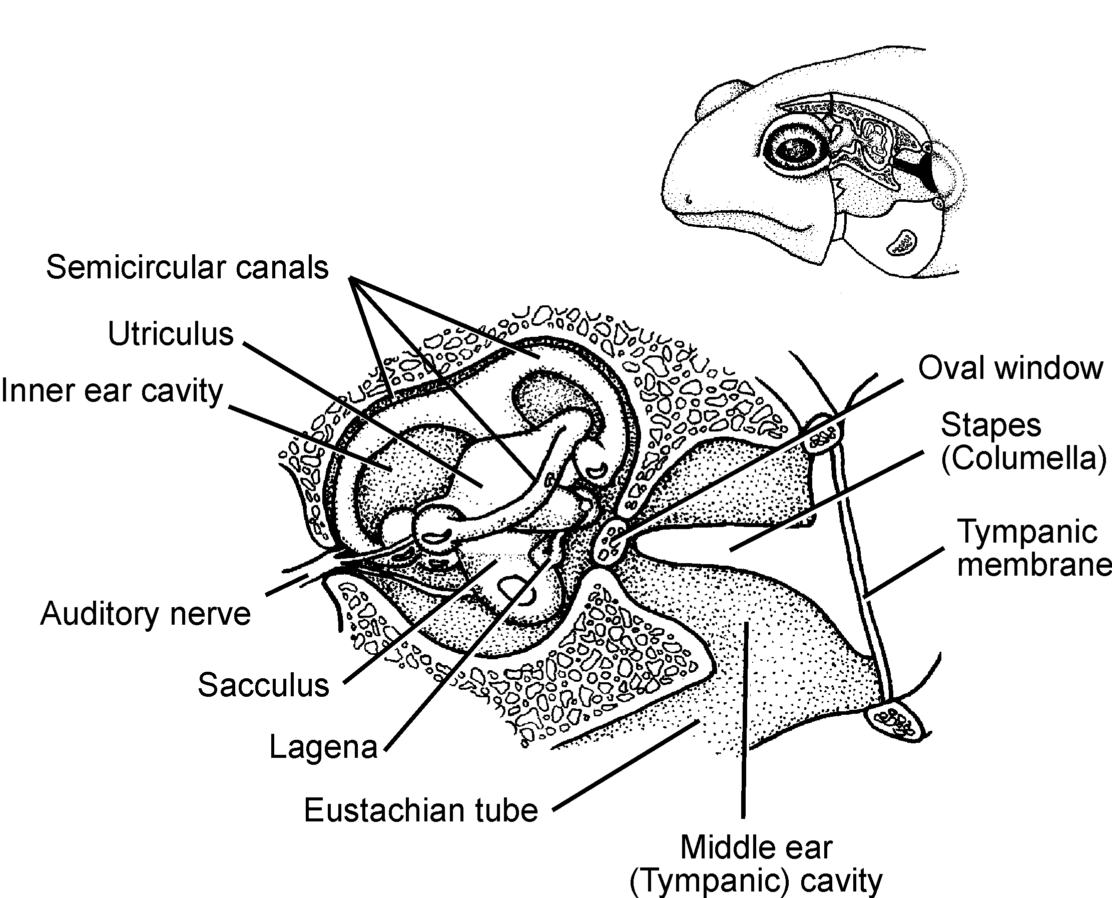 File:FrogEar Labelled.png - Wikimedia Commons