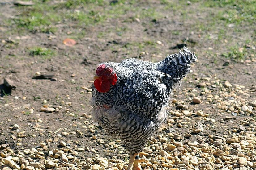 File:Gallus gallus 3zz.jpg - Wikimedia Commons
