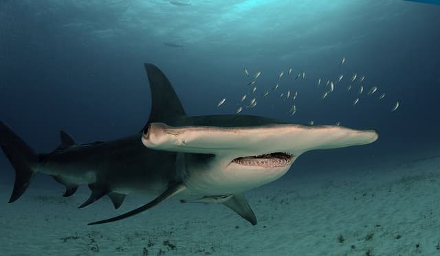 File:Great hammerhead2.jpg - Wikipedia