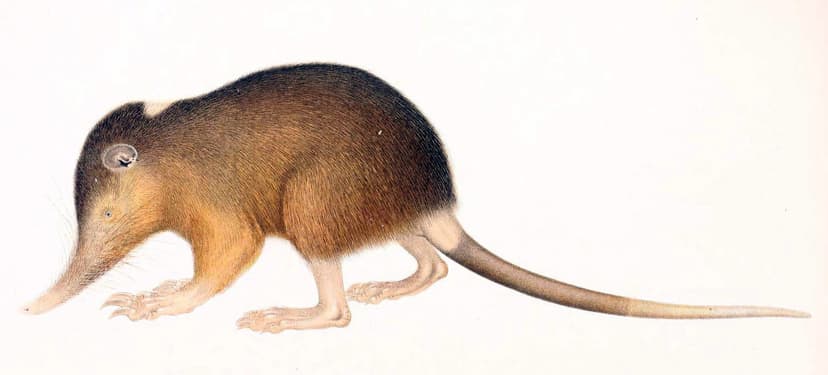 File:Hispaniolan solenodon.jpg - Wikipedia