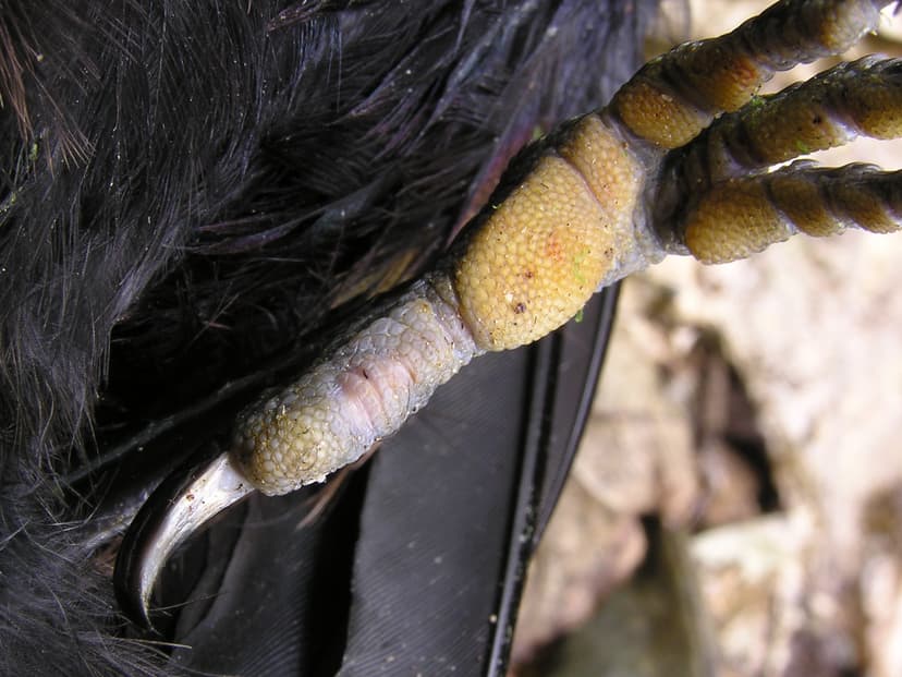 File:Tui foot 01.jpg - Wikimedia Commons