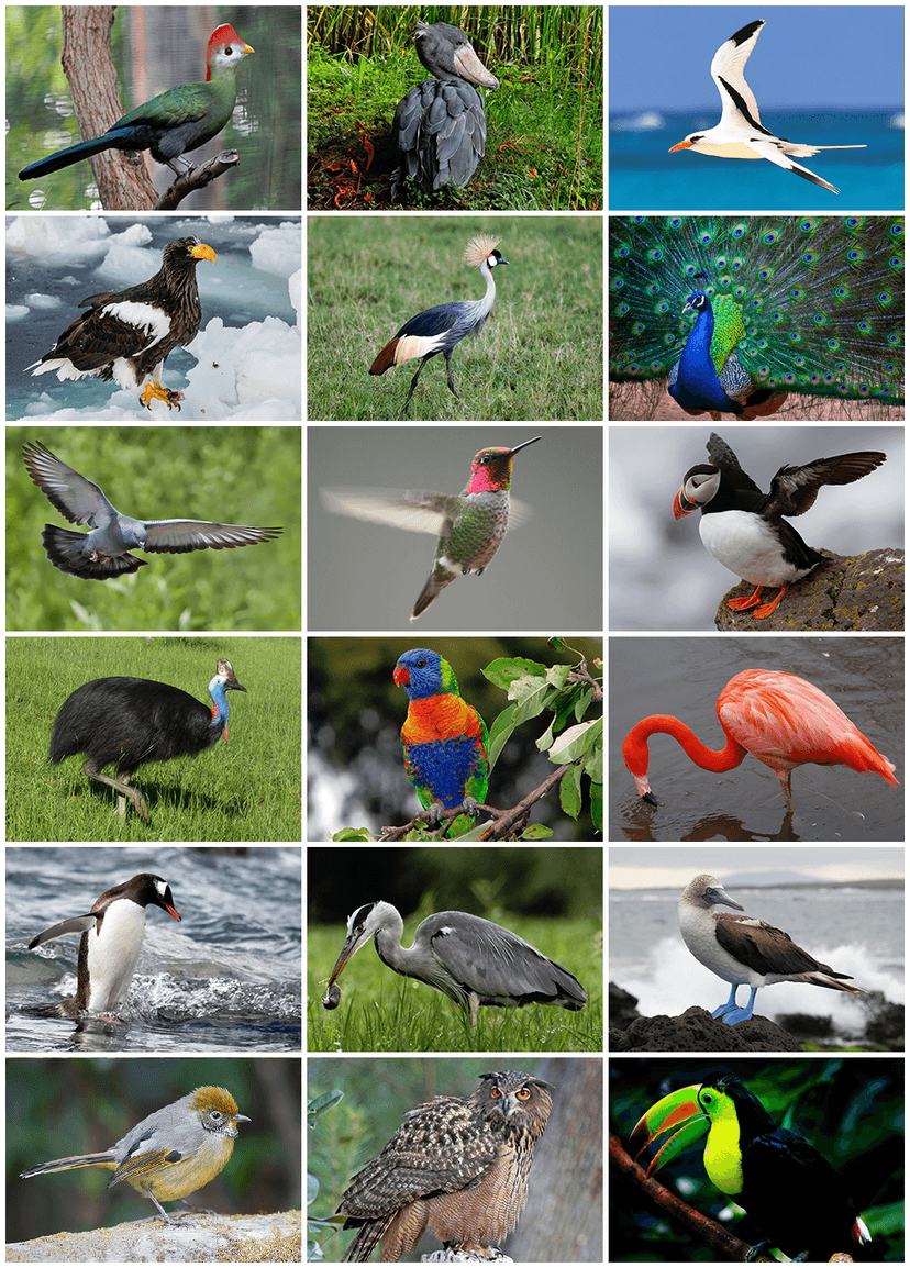 File:Bird Diversity 2013.png - Wikipedia, le encyclopedia libere