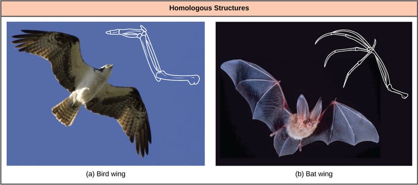 File:Figure 20 02 01.jpg - Wikimedia Commons