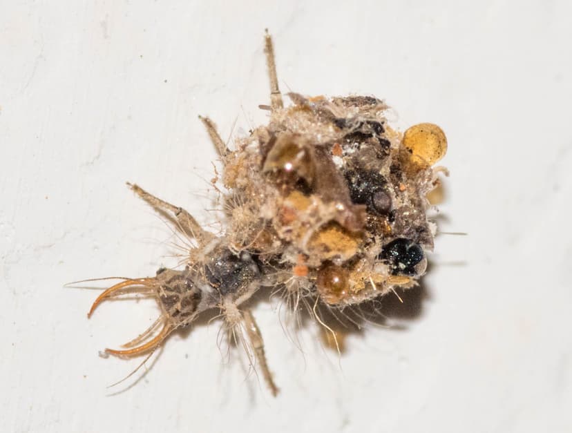 File:Lacewing larva from South Africa.jpg - Wikimedia Commons