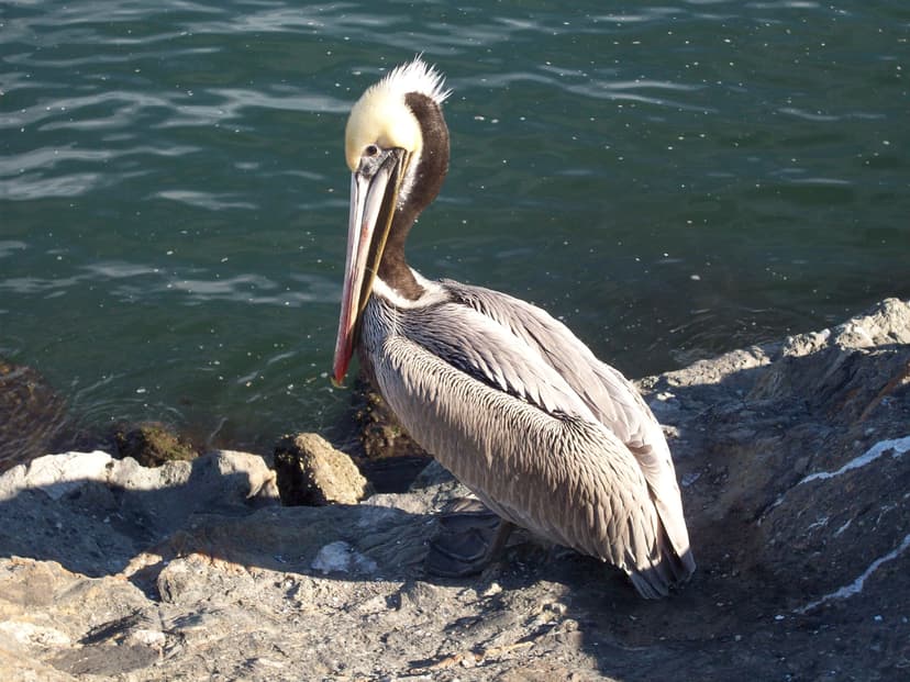 File:Brown pelican with fishing line.jpg - Wikimedia Commons