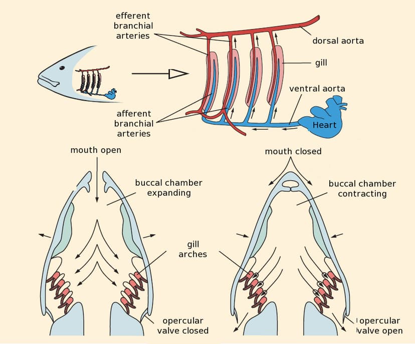 File:Fish gill respiration.jpg - Wikimedia Commons