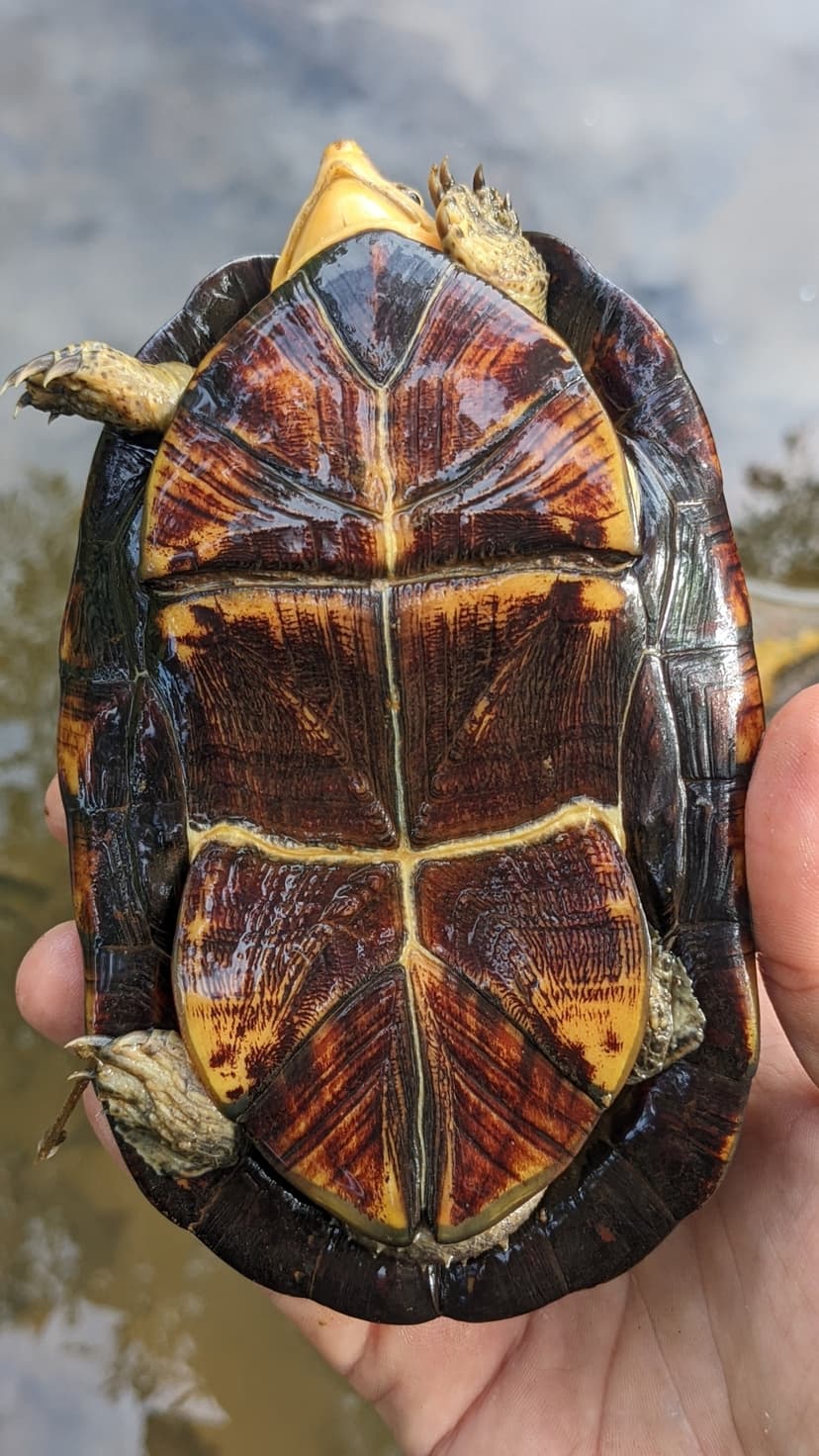 File:Kinosternon leucostomum 185041566.jpg - Wikipedia